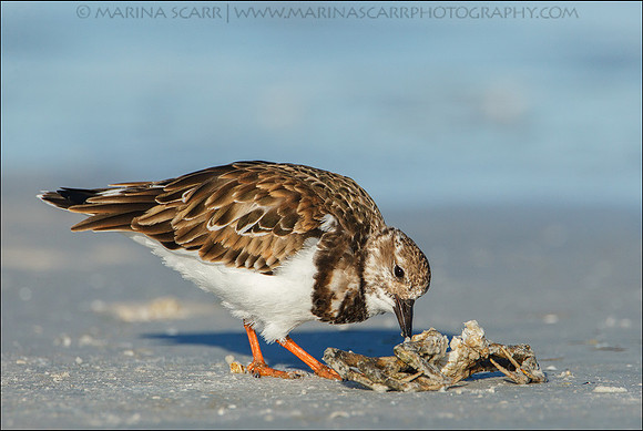 Ruddy Turnstone
