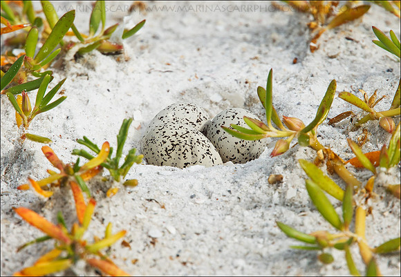 Snowy Plover Nest