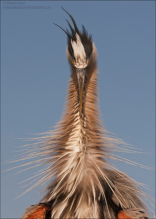 Great Blue Heron with Attitude