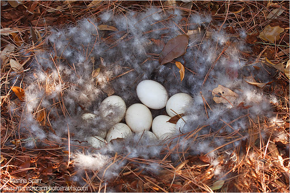 Muscovy Duck Nest - 16 Eggs