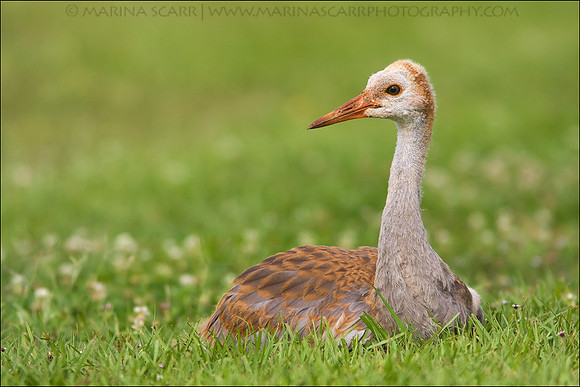 Sandhill Crane Colt in Wildflowers