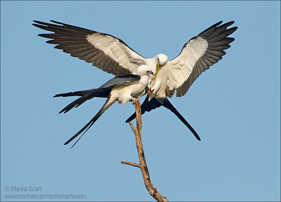 Swallow-tailed Kite Frog Handoff