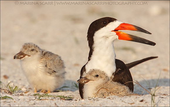 Black Skimmer Family