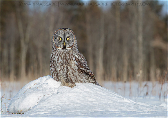 Great Grey Owl