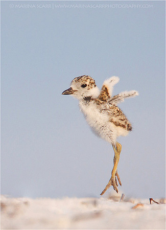 Wilson's Plover Chick
