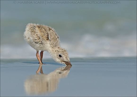 Black Skimmer Chick - The Art of Skimming