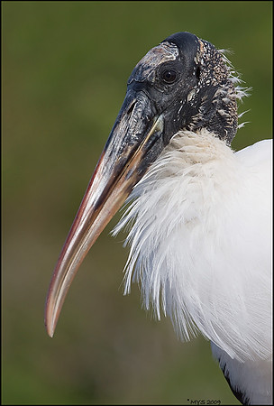Wood Stork