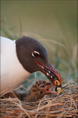 Laughing Gull Feeding