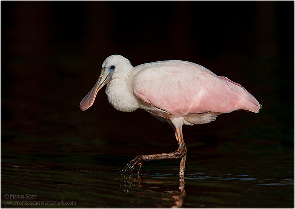 Roseate Spoonbill Youngster