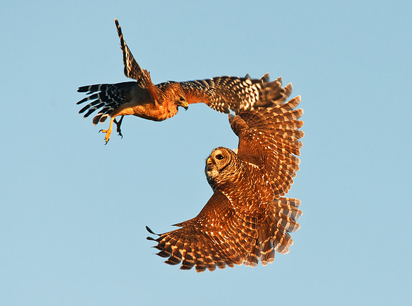 Barred Owl Air Strike