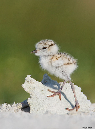 Snowy Plover Chick