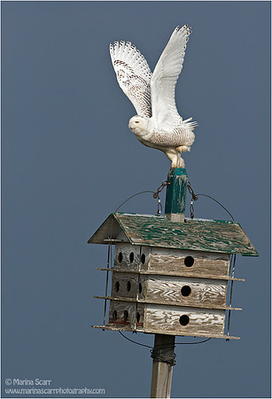 Snowy Owl Take Off