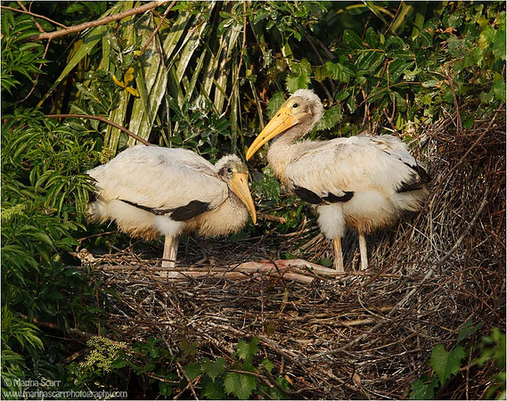 Wood Stork Chicks Resting in Nest