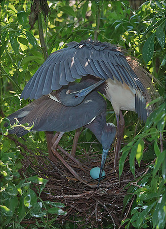 Little Blue Heron Nest