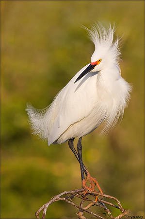 Snowy Egret in Breeding Plumage