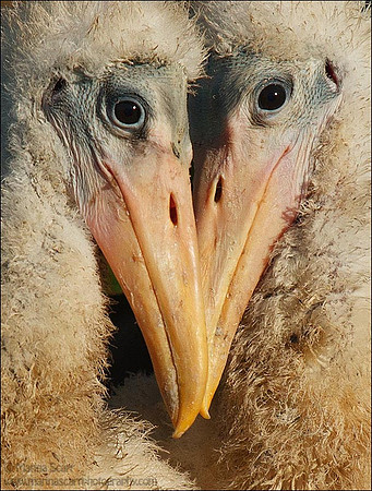 Wood Stork Chicks - Cheek to Cheek