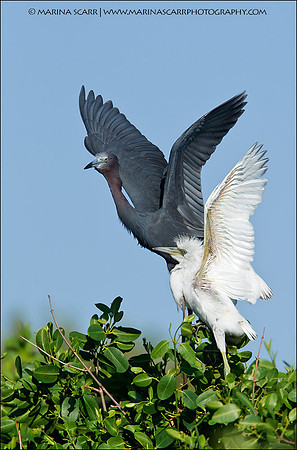 Little Blue Heron Feeding