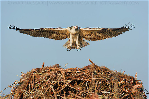 Osprey Fledgling - Flight Test