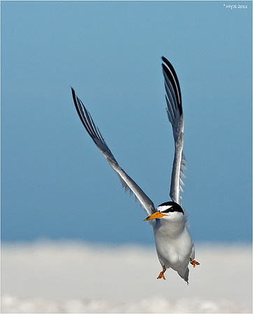 Least Tern Take OFf