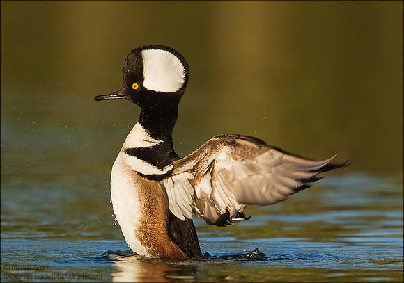 Hooded Merganser Wingflap