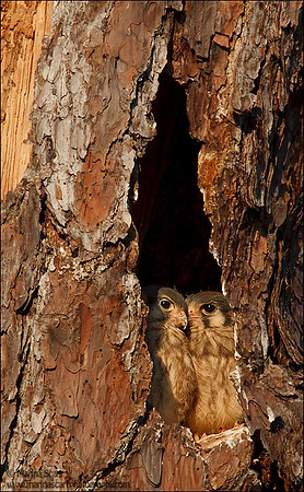 Southeastern American Kestrel Fledglings
