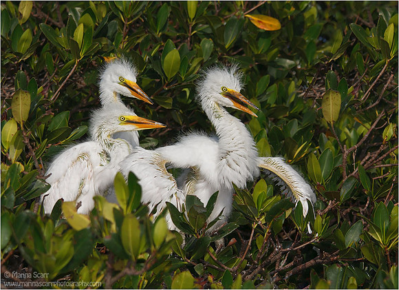 Great Egret Chicks