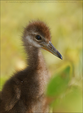 Limpkin Chick