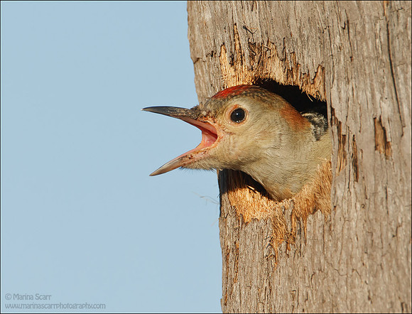 Red-bellied Woodpecker - Youngster Squawking