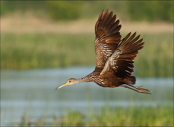Limpkin in Flight