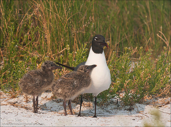 Laughing Gull Family