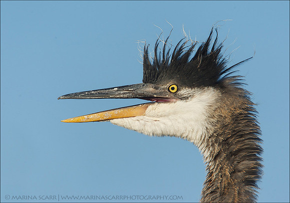 Great Blue Heron Chick
