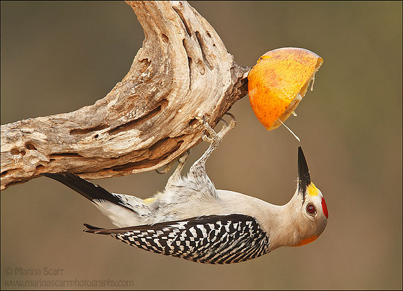 Golden-Fronted Woodpecker