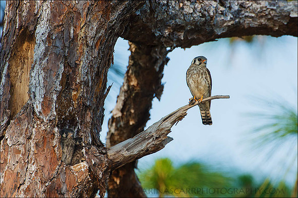 Female Kestrel Roosting & Chicks in Cavity