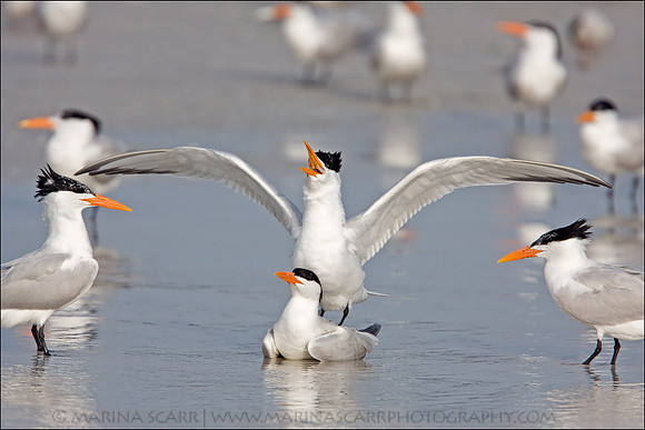 Sex on the Beach - Royal Terns