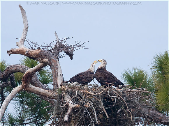 Bald Eagles Kissing - Nest Test