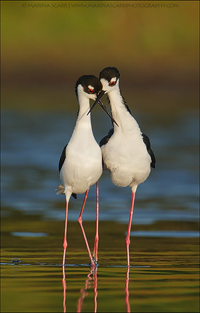 Black-necked Stilts Afterglow