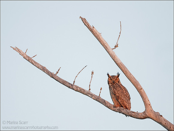 Great Horned Owl