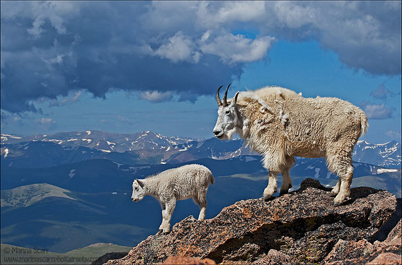Scape Goats
