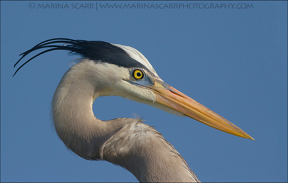 Great Blue Heron