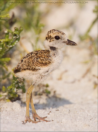 Wilson's Plover Chick