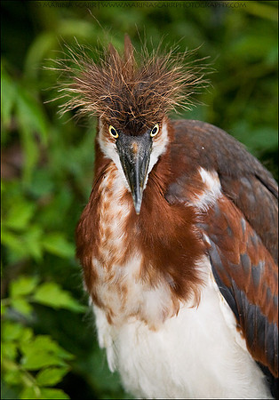 Tricolored Heron - Bad Hair Day