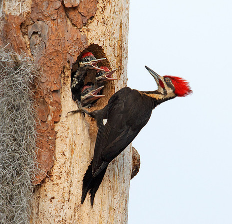 Pileated Woodpecker Family